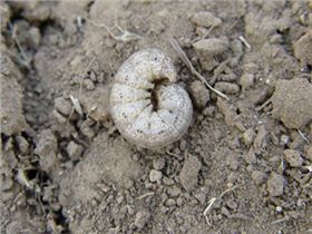 花生虫害 花生虫害