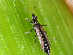 稻蓟马危害图片