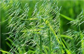 小麦田野燕麦 小麦田野燕麦