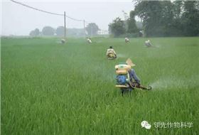 小麦农药