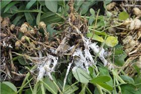 花生连茬种植图