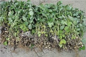 花生连茬种植图