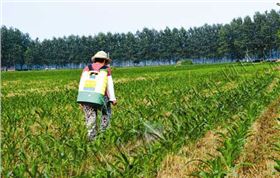 玉米除草剂喷打