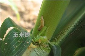 玉米螟