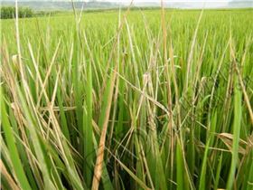 水稻白叶枯病