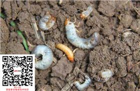 玉米地下害虫蛴螬