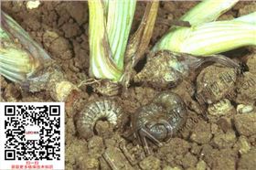 玉米地下害虫地老虎