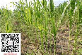 玉米地下害虫危害