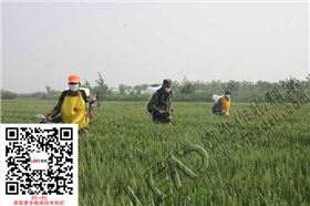 小麦吸浆虫防治