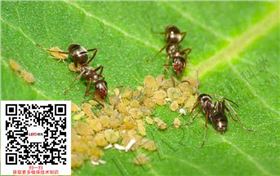 玉米蚜虫