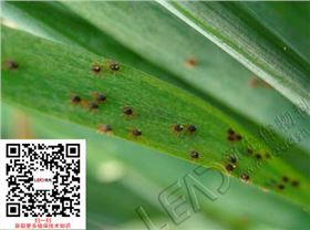 小麦红蜘蛛危害