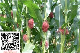 玉米病虫害防治