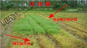 水稻除草剂使用效果图