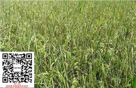 稻纵卷叶螟危害图