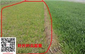 小麦叶片叶尖发黄