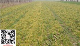 小麦叶片叶尖发黄