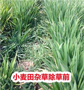 小麦田杂草