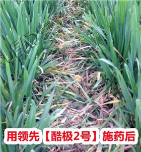 小麦除草剂使用效果图