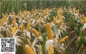 玉米高产图