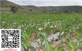 玉米病虫害防治