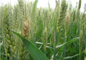 小麦赤霉病受害图