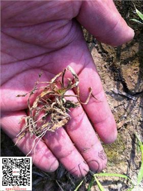 领先公司新型水稻除草剂实验图(对麦苗特效)