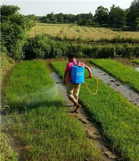 新型水稻除草剂喷药图
