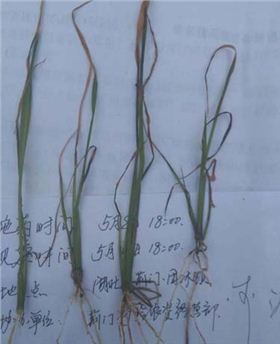 水稻除草剂第一次观察效果