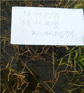 水稻除草剂第二次观察效果图