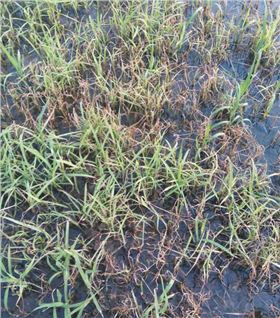 水稻除草剂第二次观察图