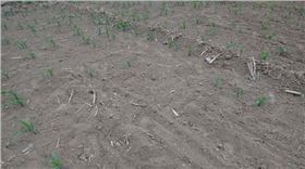 玉米出苗不齐不全