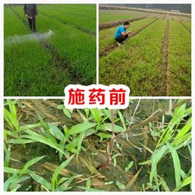 水稻田喷施水稻除草剂图