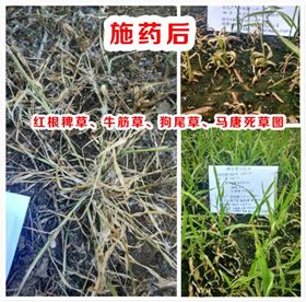 领先新型水稻除草剂施药后效果图