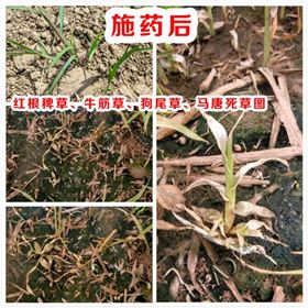 领先新型水稻除草剂对稗草、马唐、狗尾草的效果图