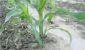 玉米分叉张芽子