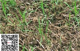 水稻除草剂稻乐垦实验效果图