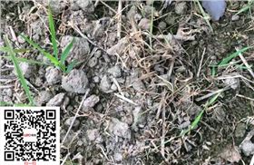 水稻除草剂稻乐垦实验效果图