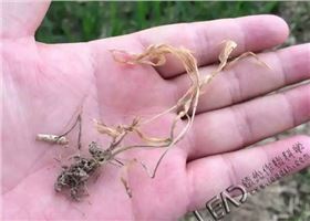 水稻除草剂稻乐垦实验效果图