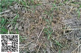 水稻除草剂稻乐垦实验效果图