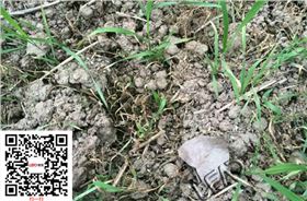 水稻除草剂稻乐垦实验效果图