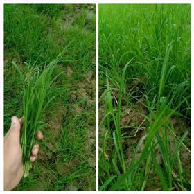 水稻除草剂稻乐垦实验喷施前