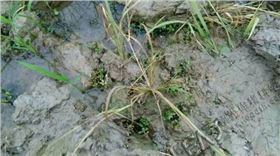 水稻除草剂稻乐垦在安徽庐江县实验效果图