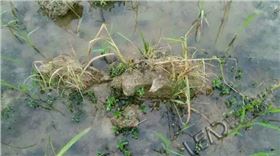 水稻除草剂稻乐垦在安徽庐江县实验效果图