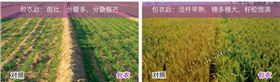 小麦拌种剂对比图