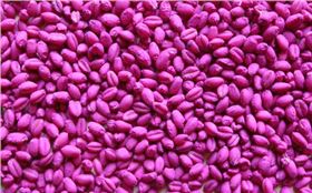 小麦拌种剂拌小麦图