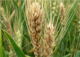 小麦赤霉病