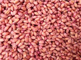 爱尔稼拌小麦图