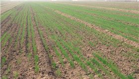 影响小麦出苗率的因素