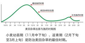 小麦种上多少天可以打除草剂