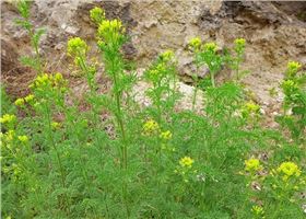 小麦田杂草播娘蒿